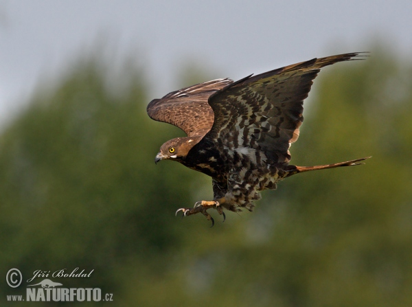 Včelár lesný (Pernis apivorus)