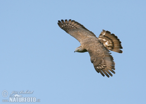 Včelár lesný (Pernis apivorus)