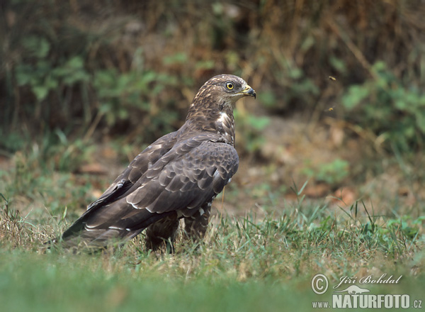 Včelár lesný (Pernis apivorus)