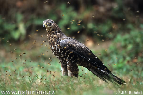 Včelár lesný (Pernis apivorus)