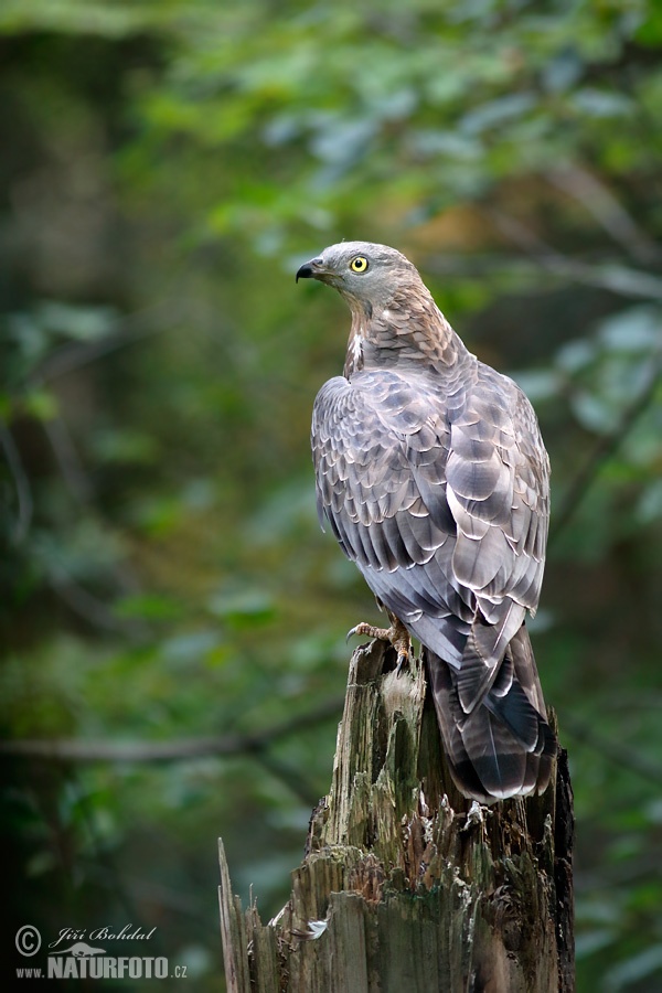 Včelár lesný (Pernis apivorus)