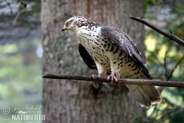 Včelár lesný (Pernis apivorus)