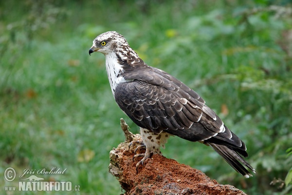 Včelár lesný (Pernis apivorus)