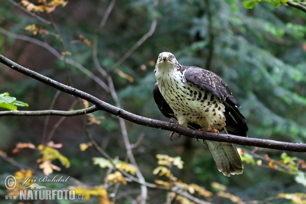 Včelár lesný (Pernis apivorus)