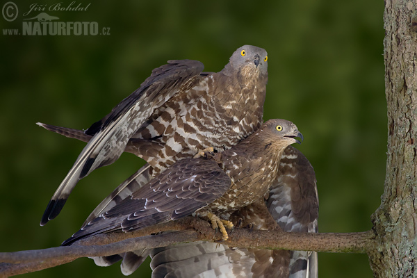 Včelár lesný (Pernis apivorus)