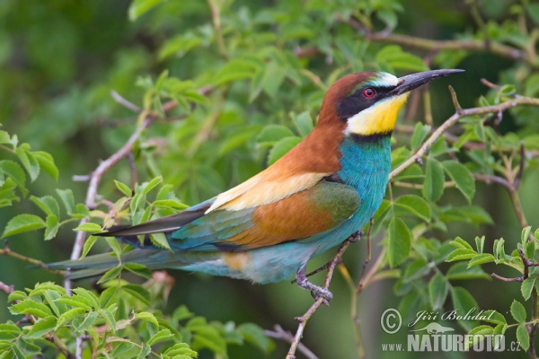 Včelárik zlatý (Merops apiaster)