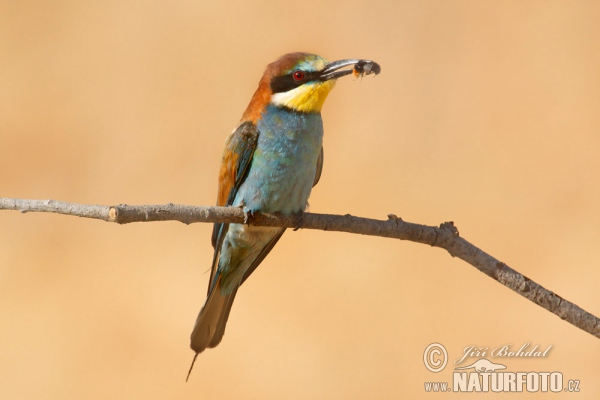 Včelárik zlatý (Merops apiaster)