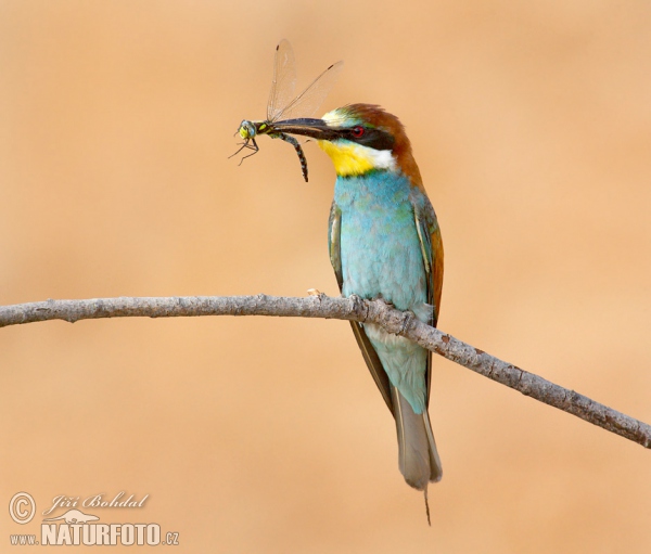 Včelárik zlatý (Merops apiaster)