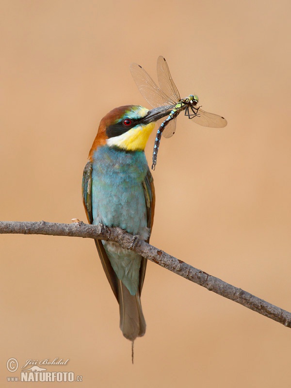 Včelárik zlatý (Merops apiaster)