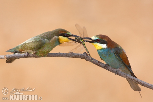 Včelárik zlatý (Merops apiaster)