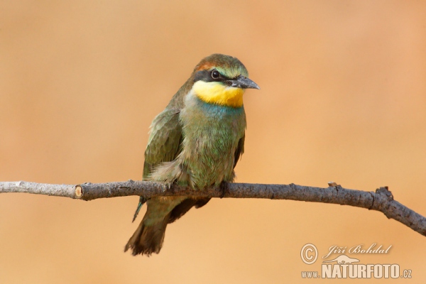 Včelárik zlatý (Merops apiaster)