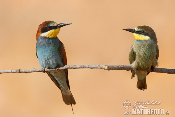 Včelárik zlatý (Merops apiaster)