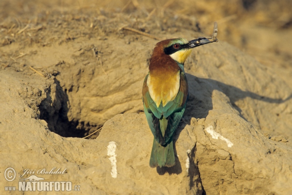 Včelárik zlatý (Merops apiaster)