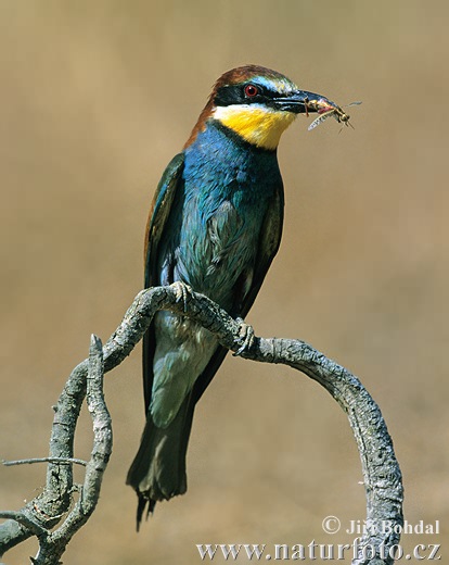 Včelárik zlatý (Merops apiaster)