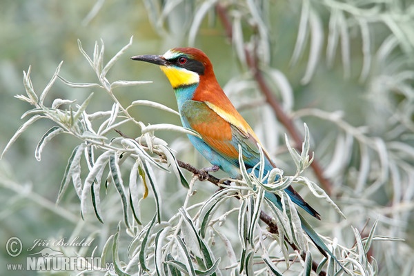 Včelárik zlatý (Merops apiaster)