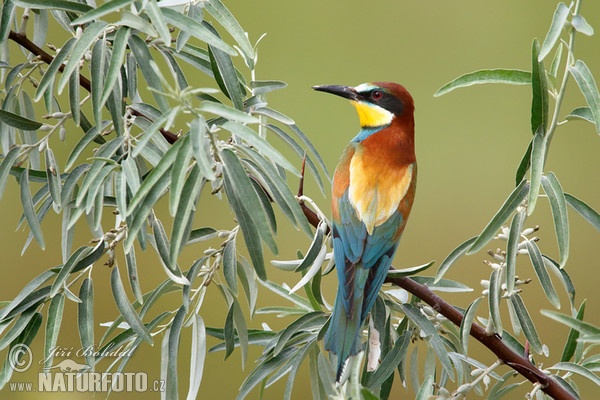 Včelárik zlatý (Merops apiaster)