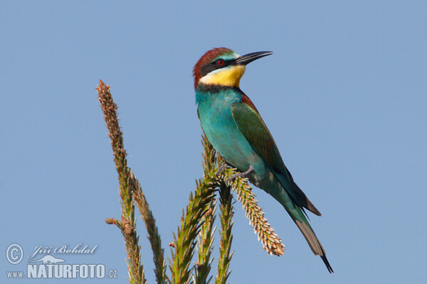 Včelárik zlatý (Merops apiaster)