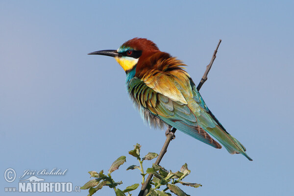 Včelárik zlatý (Merops apiaster)