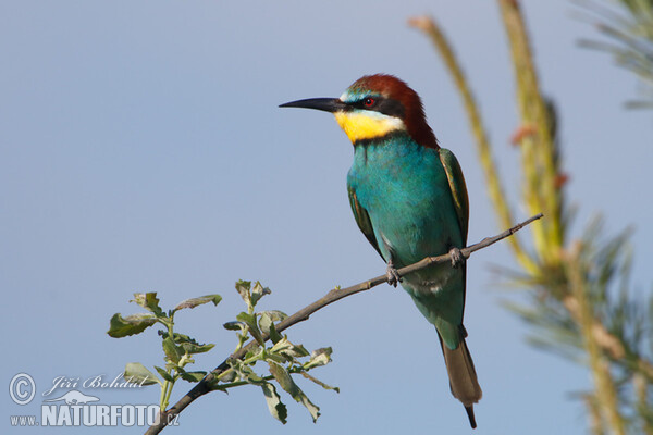 Včelárik zlatý (Merops apiaster)