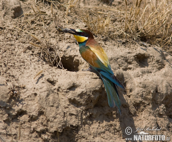 Včelárik zlatý (Merops apiaster)