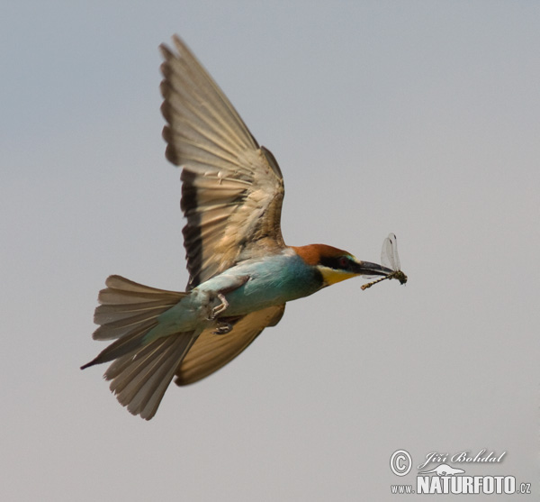 Včelárik zlatý (Merops apiaster)