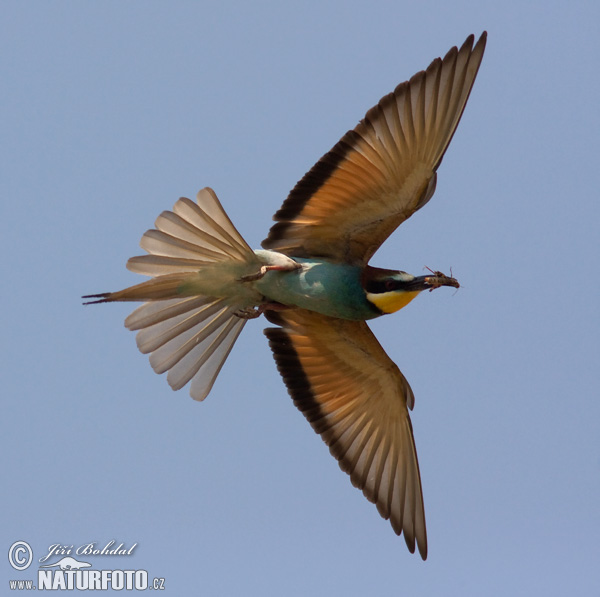 Včelárik zlatý (Merops apiaster)