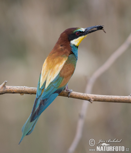 Včelárik zlatý (Merops apiaster)