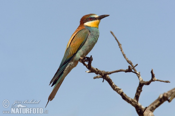 Včelárik zlatý (Merops apiaster)