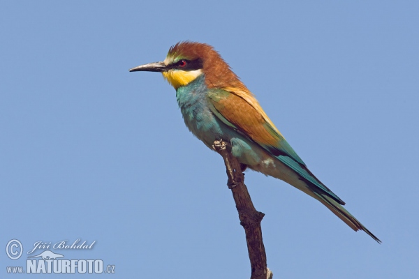 Včelárik zlatý (Merops apiaster)