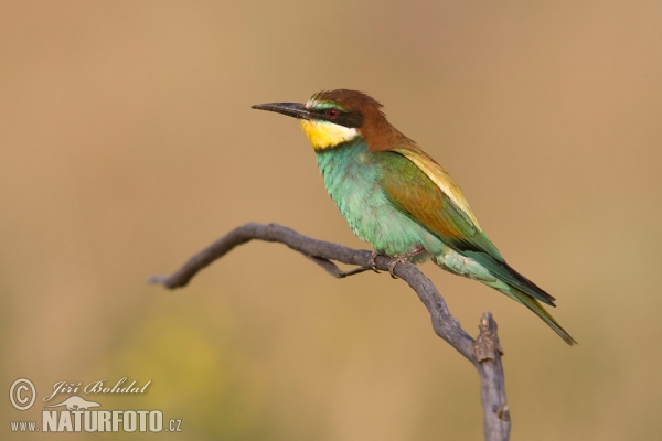 Včelárik zlatý (Merops apiaster)