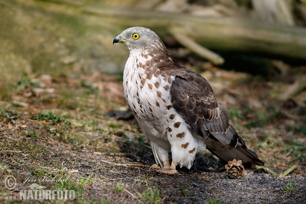 Včelojed lesní (Pernis apivorus)