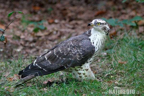 Včelojed lesní (Pernis apivorus)