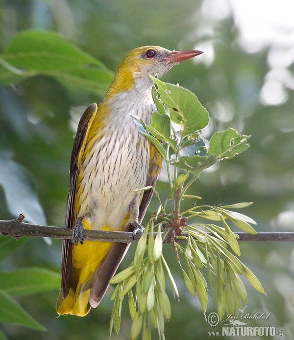 Vlha obyčajná (Oriolus oriolus)