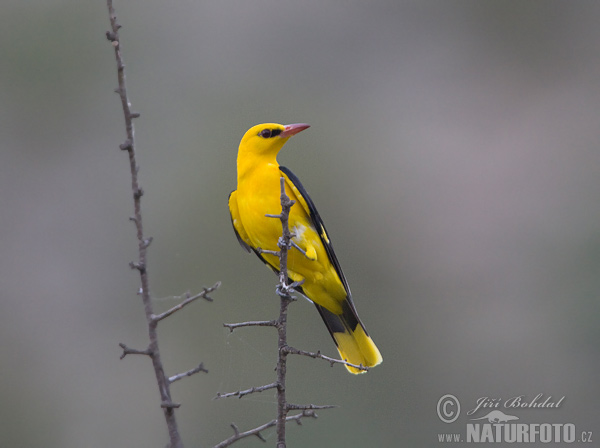 Vlha obyčajná (Oriolus oriolus)