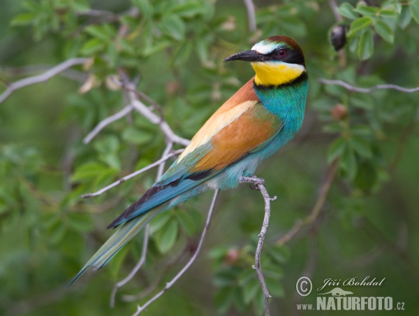 Vlha pestrá (Merops apiaster)