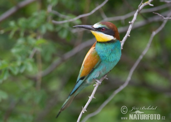 Vlha pestrá (Merops apiaster)