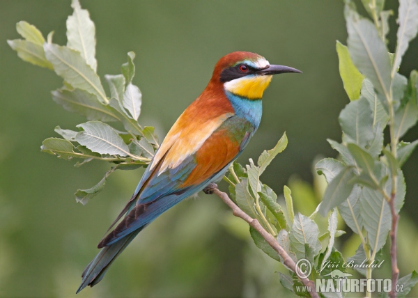 Vlha pestrá (Merops apiaster)