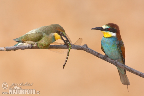 Vlha pestrá (Merops apiaster)