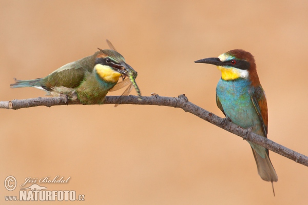 Vlha pestrá (Merops apiaster)