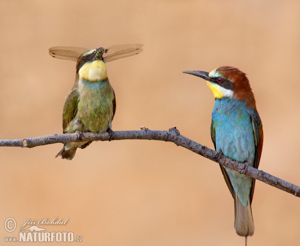 Vlha pestrá (Merops apiaster)