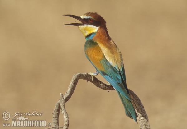 Vlha pestrá (Merops apiaster)