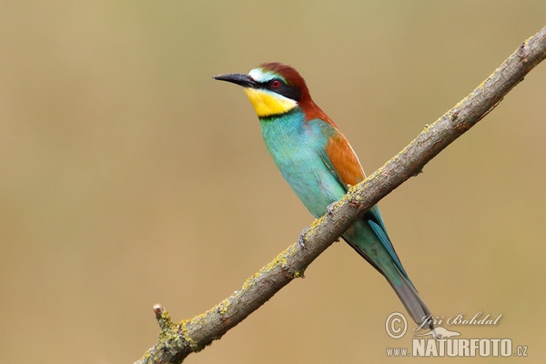 Vlha pestrá (Merops apiaster)