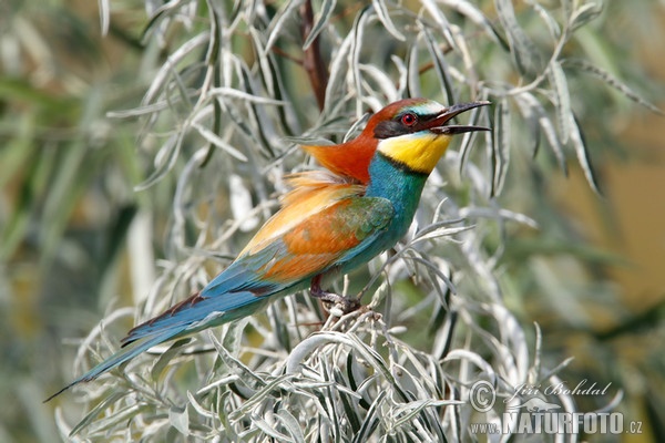 Vlha pestrá (Merops apiaster)