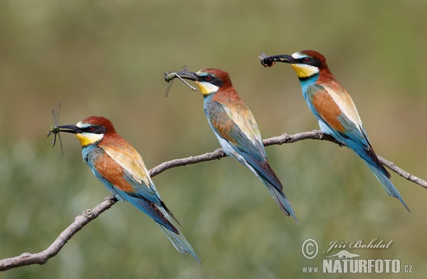 Vlha pestrá (Merops apiaster)