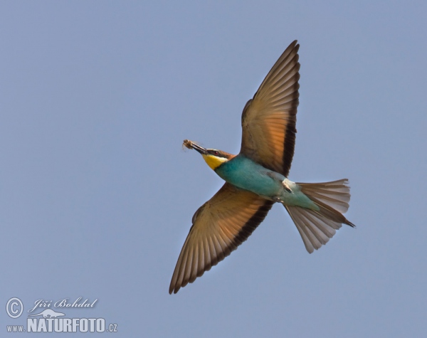 Vlha pestrá (Merops apiaster)