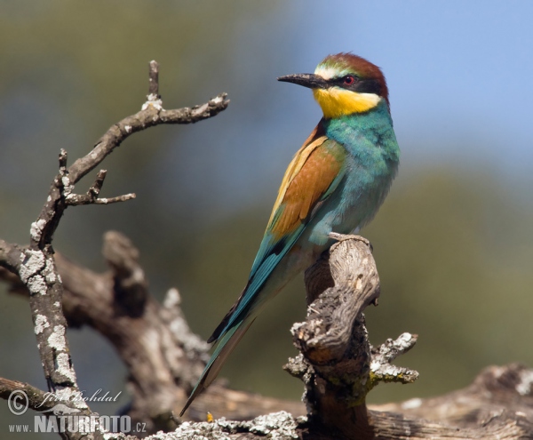 Vlha pestrá (Merops apiaster)