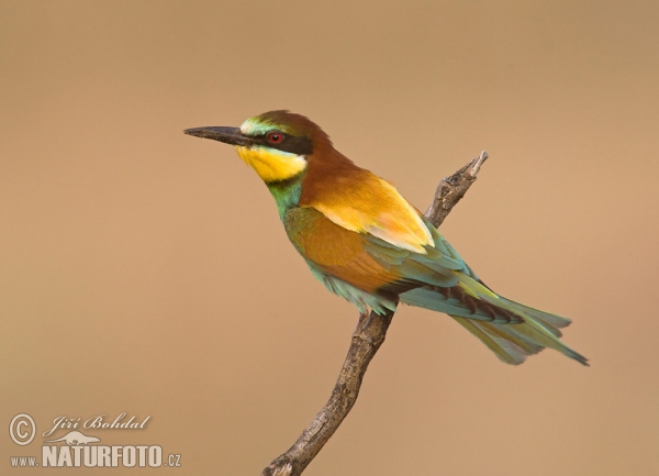 Vlha pestrá (Merops apiaster)