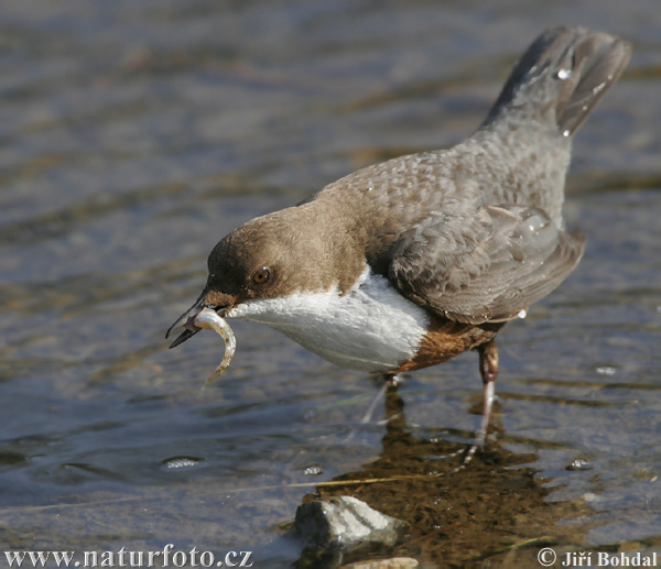 Vodnár potočný obyčajný (Cinclus cinclus)