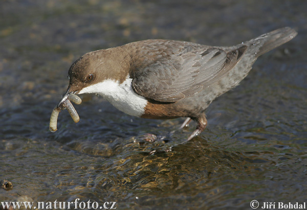 Vodnár potočný obyčajný (Cinclus cinclus)