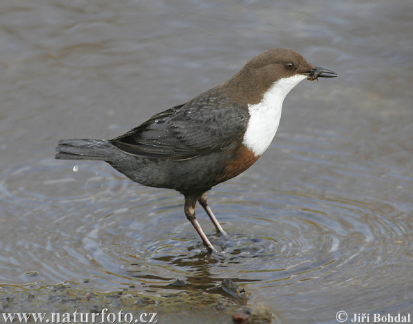 Vodnár potočný obyčajný (Cinclus cinclus)